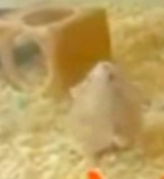 This Hamster Will Make You Happy